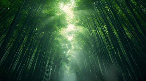 竹子：臺灣最具潛力的自然碳匯，為何固碳能力優於森林？